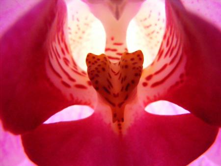 Orchid&eacute;es